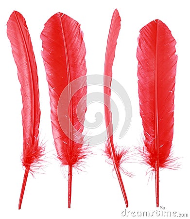 Different angles of red goose feather collection Stock Photo