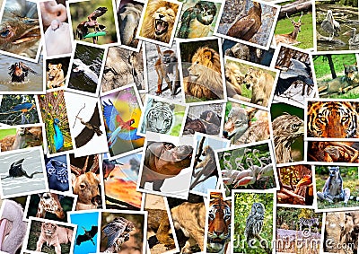 Different animals collage Stock Photo