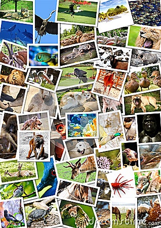 Different animals collage on postcards Stock Photo
