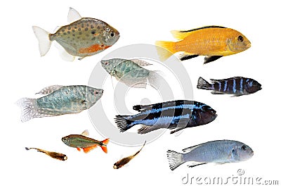 Different aquarium fishes isolated on white Stock Photo