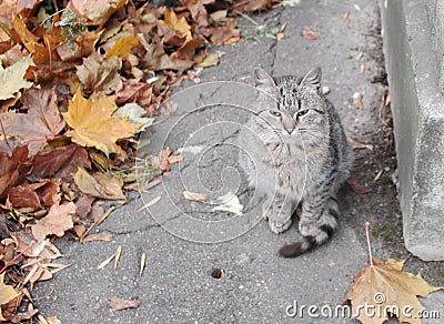 Different autumn cats Stock Photo