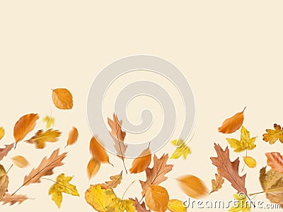 Different Autumn leaves blowing through the sky, autumn concept backgrounds, room for text, copy space, online, sale, retail, post Stock Photo