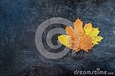 Different autumn metallic gold copper leaf bouquet. Different fa Stock Photo