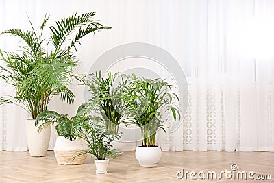 Different beautiful indoor plants on floor in room. House decoration Stock Photo