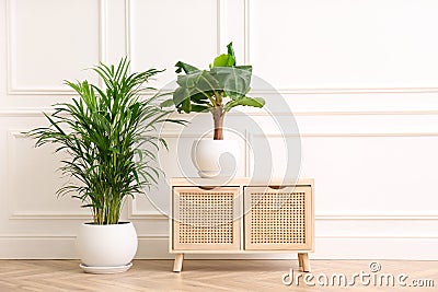 Different beautiful indoor plants and wooden commode near white wall in room. House decoration Stock Photo