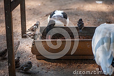 Different birds, geese, sparrows, eat feed Stock Photo