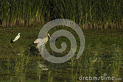 Different birds standing on the green grass near the swamp Stock Photo