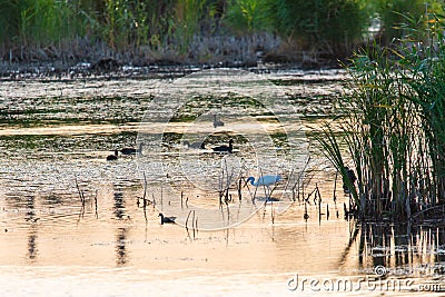 Different birds at Sunrise on the Lake. Morning Landscape. Major stopover for Birds Migrating between Africa, Europe and Asia Stock Photo