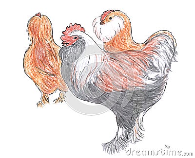 Different breed of rooster and hens Stock Photo