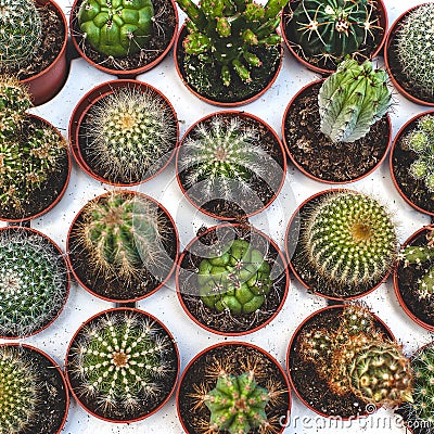 Different cacti or cactuses in pots. Top view. Stock Photo