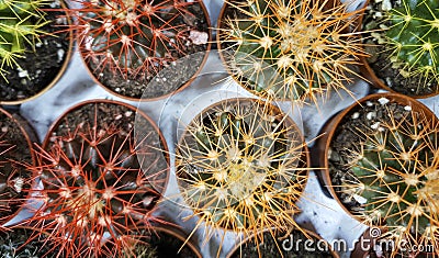 Different cacti on sale in the store, cacti of different sizes, different colors Stock Photo