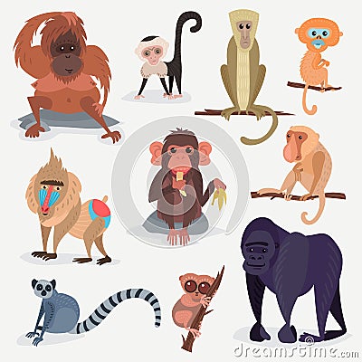 Different cartoon monkey breed character animal wild zoo ape chimpanzee vector illustration. Vector Illustration