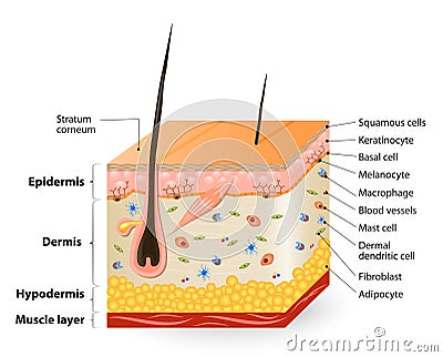 Different cell types populating the skin Vector Illustration