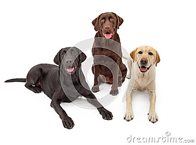 Different Color Labrador Retriever Dogs Stock Photo