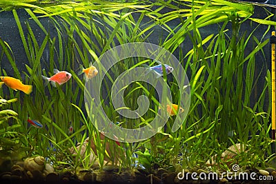 Aquarium thermometer. Glofishes and neons in aquarium. Service for aquarium pets Stock Photo