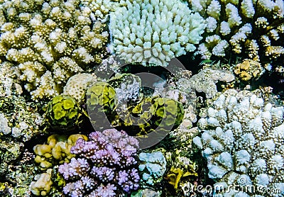 different colored corals on the seabed in egypt detail Stock Photo