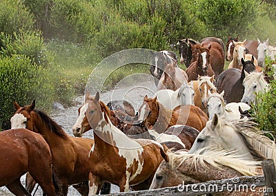Different colored horses running through a stream. Stock Photo