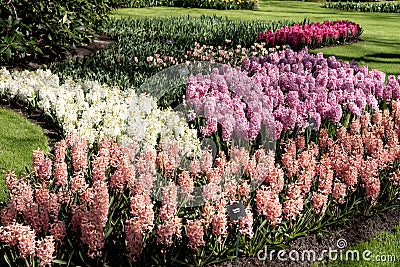 Different colored hyacinths bloom in Keukenhof Park Stock Photo