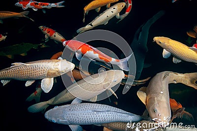 Different colorful koi fishes Stock Photo