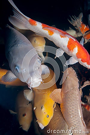 Different colorful koi fishes Stock Photo