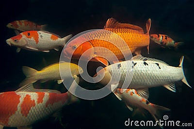 Different colorful koi fishes Stock Photo