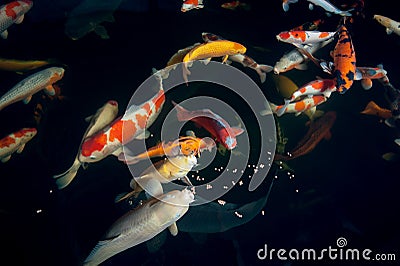 Different colorful koi fishes Stock Photo