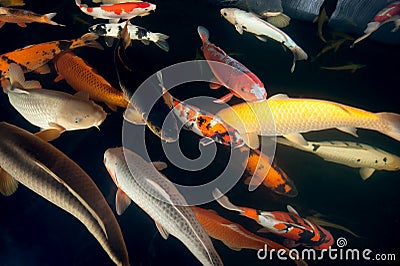 Different colorful koi fishes Stock Photo