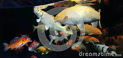 Different colorful koi fishes Stock Photo