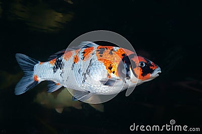 Different colorful koi fishes Stock Photo