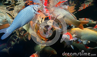 Different colorful koi fishes Stock Photo