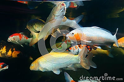 Different colorful koi fishes Stock Photo