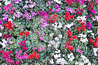 Different colors of cyclamen Stock Photo