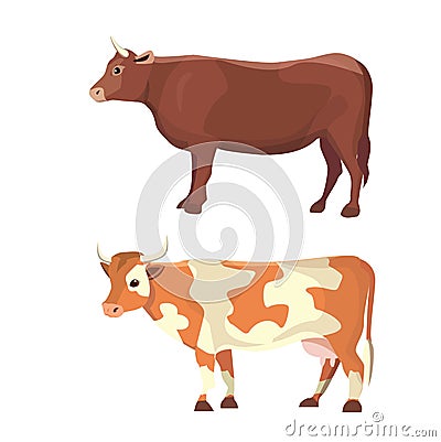 Different cows, isolated Vector illustration. Mammal funny animals. Set milk cow Vector Illustration