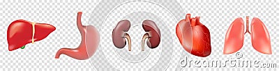 Different 3D human organs set with heart lungs liver stomach kidneys isolated on transparent background vector Vector Illustration