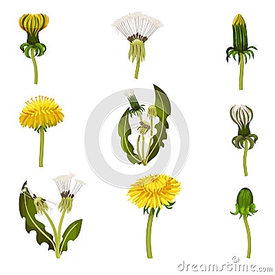 Different Dandelion Plants with Stem and Leaves Vector Set Vector Illustration