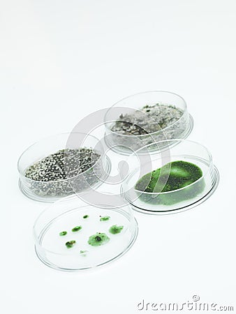 Different development stages of mold Stock Photo