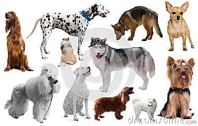 Different dog breeds Stock Photo