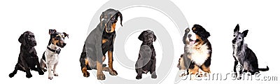 Different Dogs isolated Stock Photo