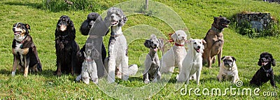 Different dogs sitting in the backyard Stock Photo