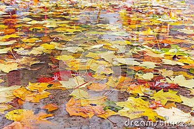 Different fallen leaves in a puddle during rain, selective focus Stock Photo