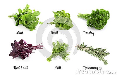 Different fresh herbs on white background Stock Photo