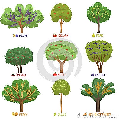 Different fruit trees sorts with names set, garden trees and berry bushes vector Illustrations Vector Illustration