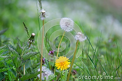 Different generation of dandelions from abloom to withered Stock Photo