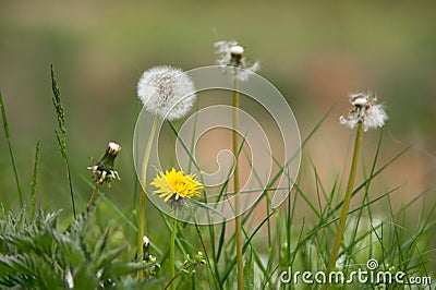 Different generation of dandelions from abloom to withered Stock Photo