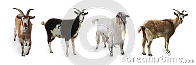 Different goats on white background, collage. Farm animals Stock Photo