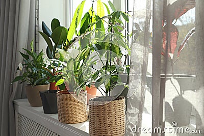 Different green potted plants on window Stock Photo