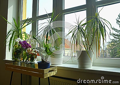 Different green potted plants on window sill at home. Flowers care and still life. Orchids and other indoor plants Stock Photo