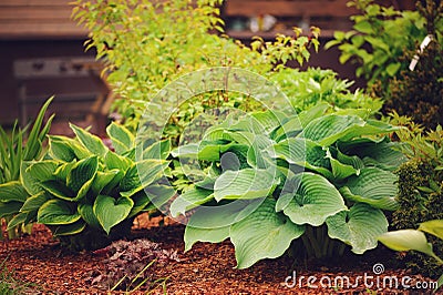 Different hostas planted in garden mixed border Stock Photo