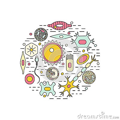 Different human cell types Vector Illustration