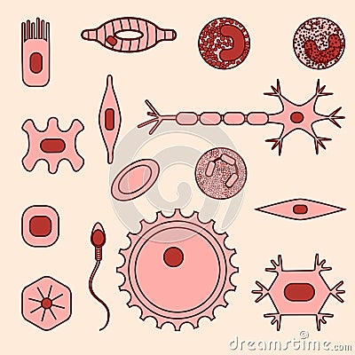 Different human cell types Vector Illustration